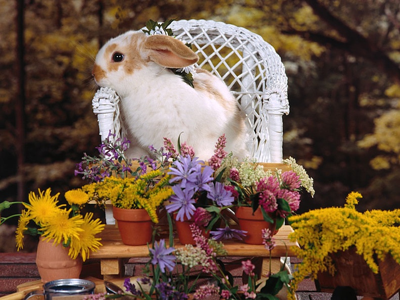 Spring Fling (rabbit)